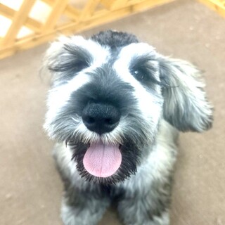 シュナウザーの男の子」福岡県 - 犬の里親募集(539020) :: ペットの