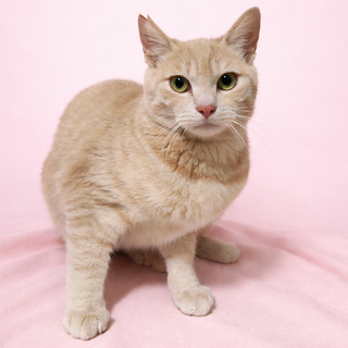 �N���[���R�Z���I�~���N�e�B�[�F�w�`���C�x6�J��