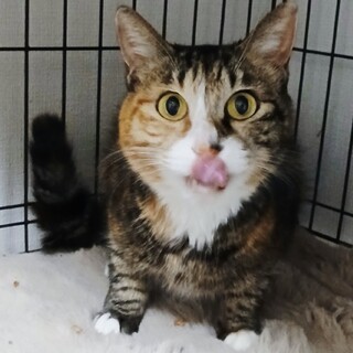 ���܃~�P�H���q�i�˂����j���ɗ��āI�G���ā�