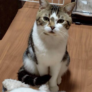 【アメショMIX】遊ぶことが大好き！★おうじろう