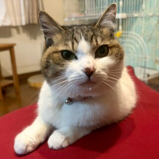 人が好き甘えん坊さん❤みー子ちゃん