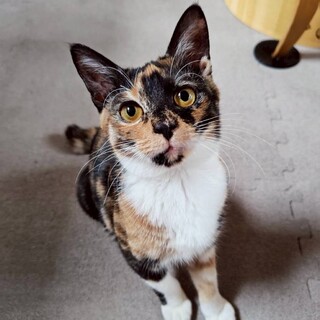 一番愛されたい甘えん坊♡ライムちゃん