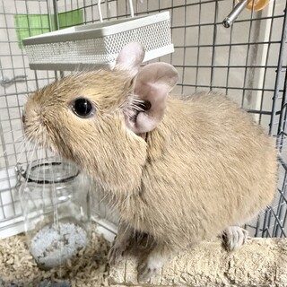 元気なデグー　サンドカラーの女の子