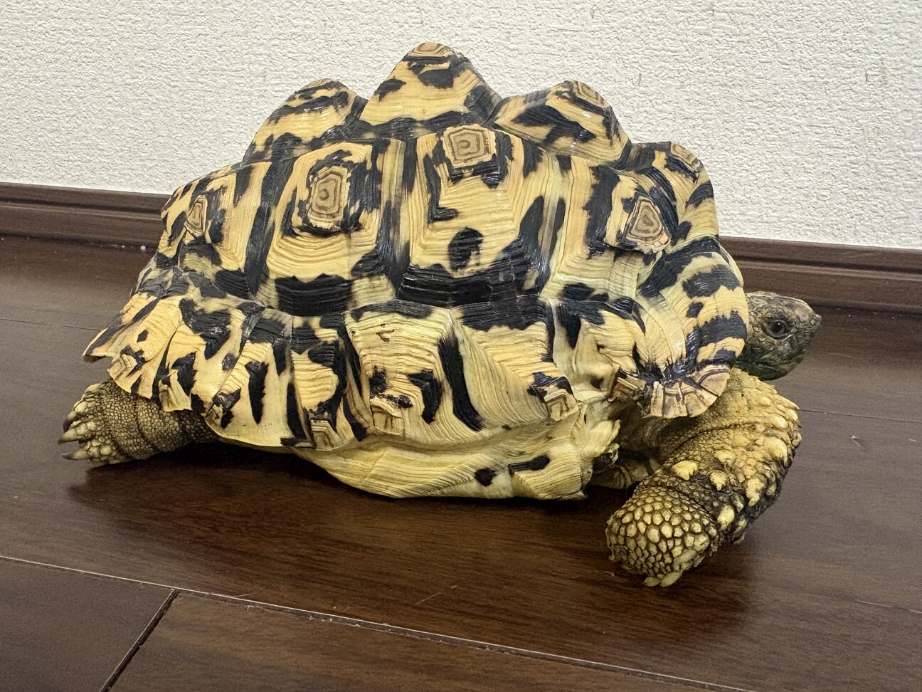 ヒョウモンリクガメ」大阪府 - 爬虫類・他の里親募集(539037) 3枚目の