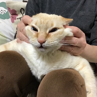 チョコママ！トムと僕で笑顔になって！ほらぁ〜〜この顔、笑えるよ！