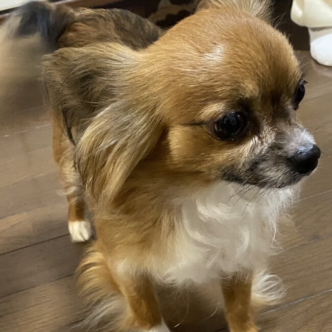 ももまっちのカバー写真