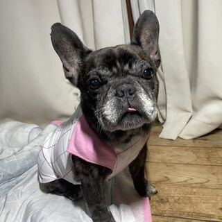 人も動物も大好き！優しくて穏やかな女の子です。