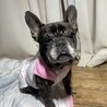 人も動物も大好き！優しくて穏やかな女の子です。 サムネイル1