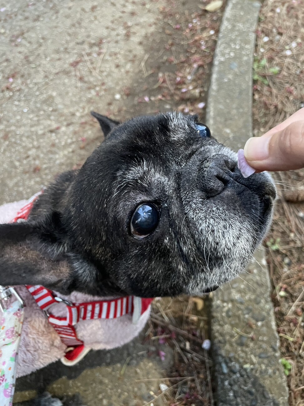 人も動物も大好き！優しくて穏やかな女の子です。 サムネイル2