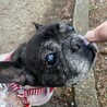 人も動物も大好き！優しくて穏やかな女の子です。 サムネイル2
