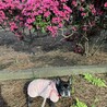 人も動物も大好き！優しくて穏やかな女の子です。 サムネイル3