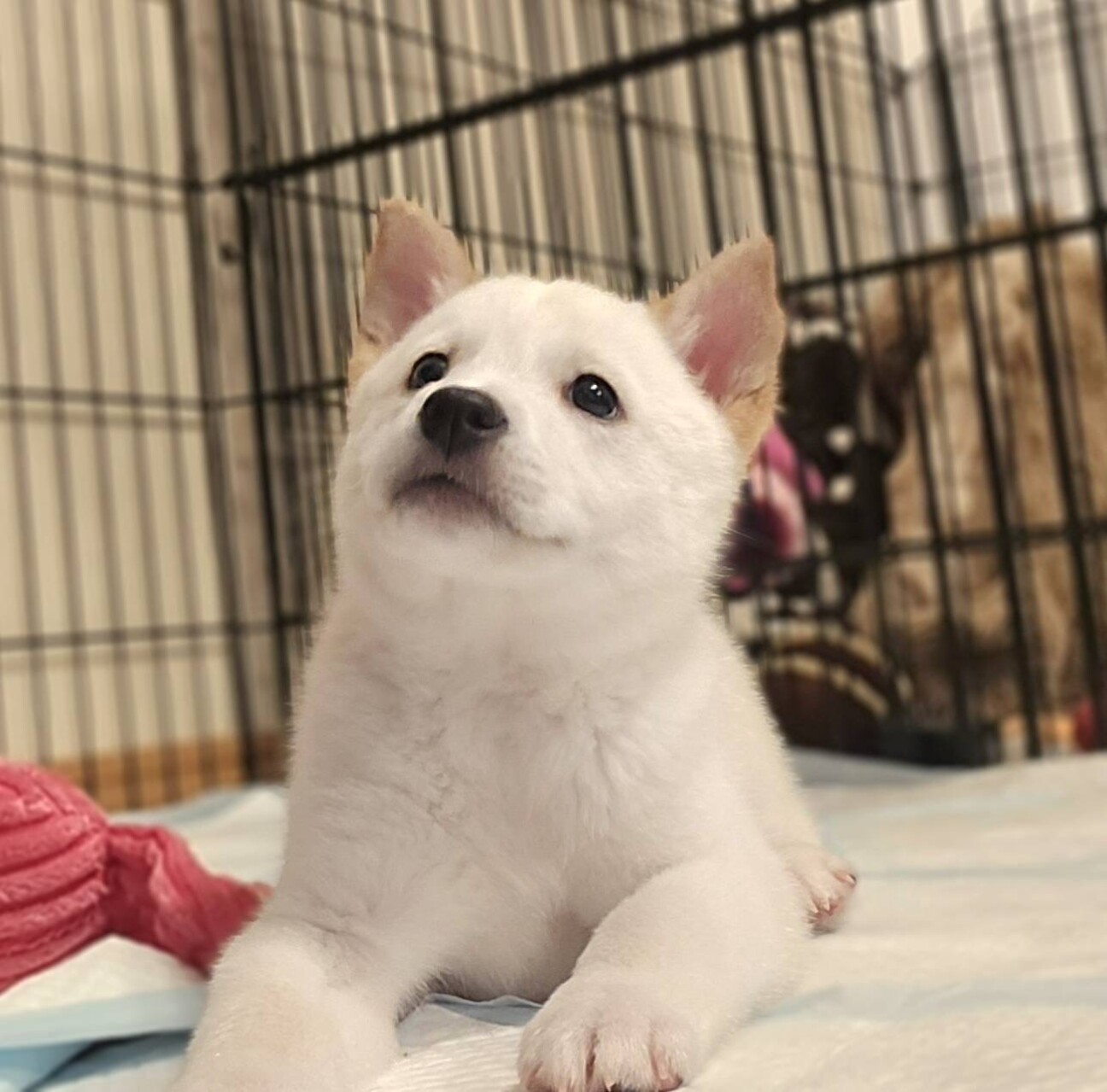 推定2ヶ月兄妹、若葉」奈良県 - 犬の里親募集(539067) :: ペットの