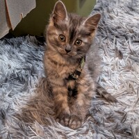 まだ名前はありません