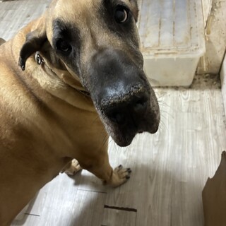 グレートデンの成犬　5歳。