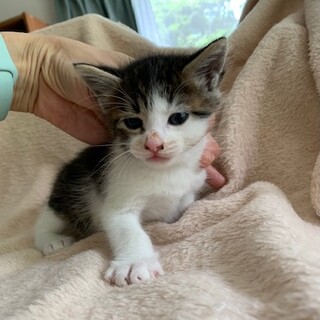 人懐こい可愛い赤ちゃんきじ白ういろう君