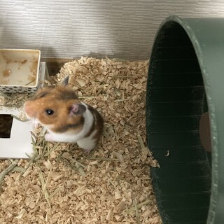 ハムスター × 埼玉県が募集対象」小動物の里親募集情報 :: ペットの