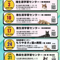 ▼猫の譲渡会▼名古屋市港区