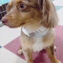 里親様が決まりました
