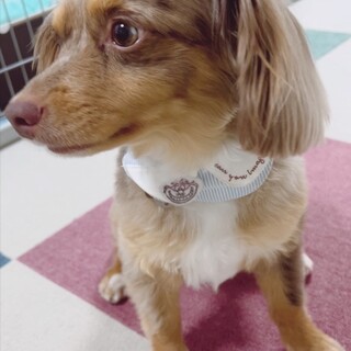 里親様が決まりました