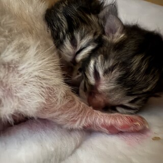元気な子猫です！