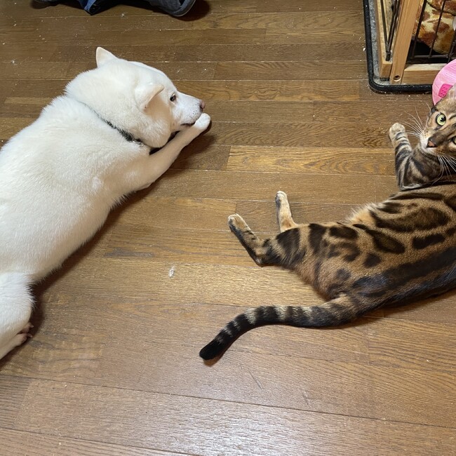 コムギ＆キナコのカバー写真