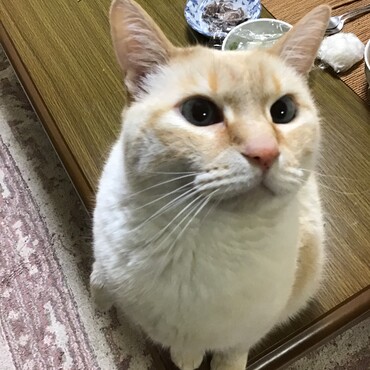 ジェイカンさん、ウニちゃん、オヅノ！！どうしてる？怖いよねぇ