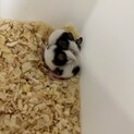 パンダマウス