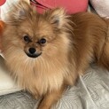 小さいポメラニアンの♂ イッチ