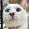 ブルーアイ三毛猫しいちゃん１歳避妊済 サムネイル3