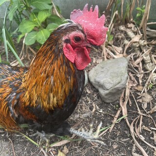 烏骨鶏のオス一羽の里親募集