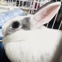 里親決定