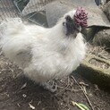 烏骨鶏のオス一羽の里親募集