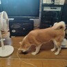 小さな家族達