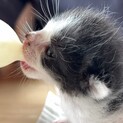 子猫（乳児）生後まもない　黒白（ハチワレ）多分オス