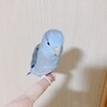 マメルリハ 2羽 サムネイル2