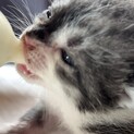 子猫（乳児）生後まもないグレー/白　キジトラ　メス