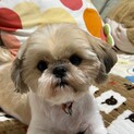 小さめシーズー♀  ルル
