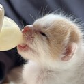 子猫（乳児）生後まもない　茶白　オス