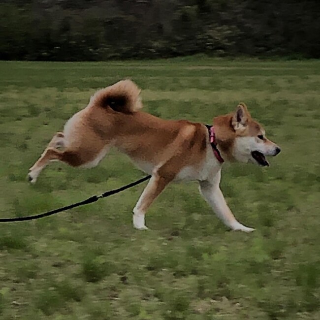Sayutamaのカバー写真