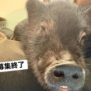 マイクロブタ　♂ 黒