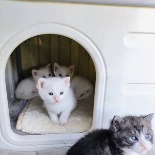 子猫3匹（3/25生）とサバ白の母猫