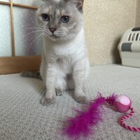 シェンナ