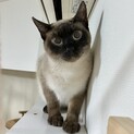イケメンシャムくん人馴れ特訓中！