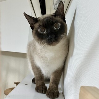 イケメンシャムくん人馴れ特訓中！