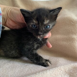 眉毛の凛々しい可愛い赤ちゃんサビ猫