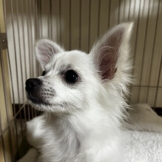 チワワ！4ヶ月！」北海道 - 犬の里親募集(539166) :: ペットのおうち