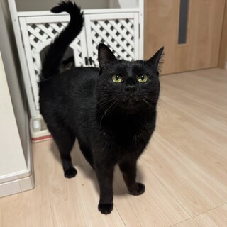 黒猫オランちゃん