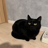 黒猫オランちゃん サムネイル2