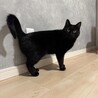 黒猫オランちゃん サムネイル3