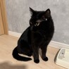 黒猫オランちゃん サムネイル4